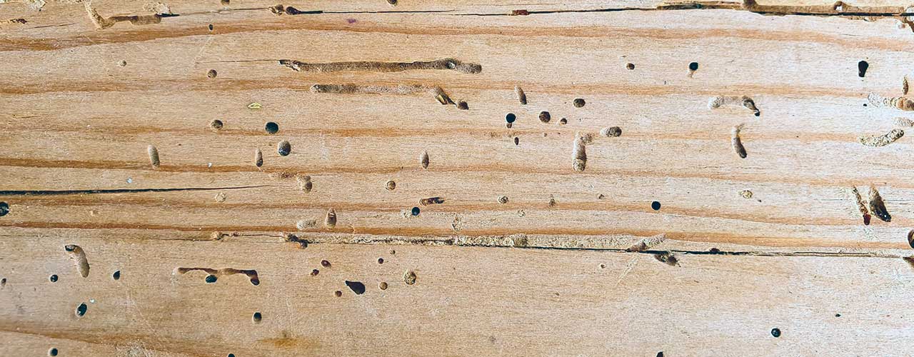 borebiller i træværket