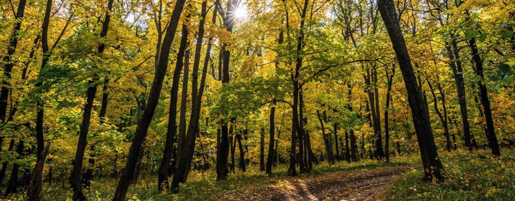 træsorter i Danmark