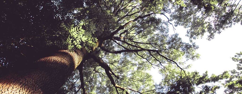 træsorter i Danmark