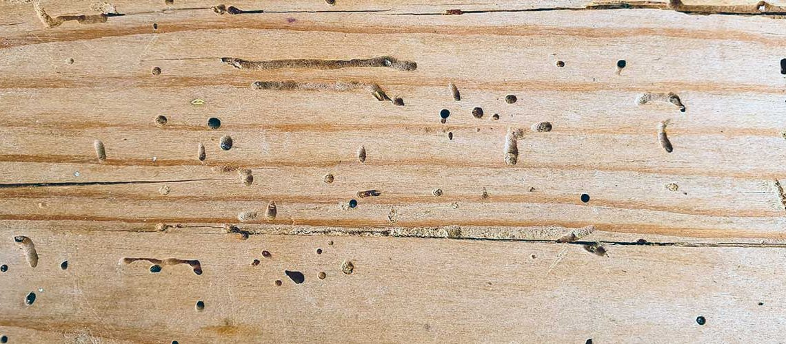borebiller i træværket
